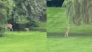 Viral Video Of Adorable Baby Deer Playing In Puddle Reminds Internet Of Cute Animated Movies | WATCH